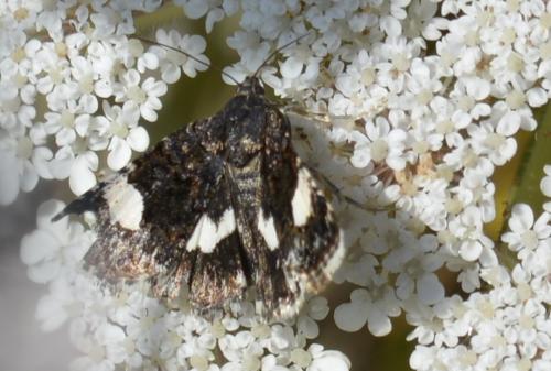 Réf. 243 427 : Tyta luctuosa